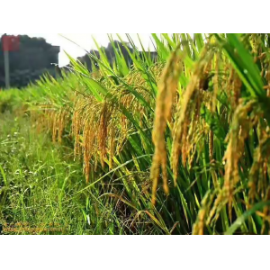 水(shuǐ)稻種植基地