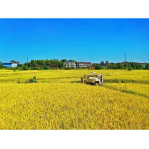 水(shuǐ)稻種植基地