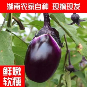 新鮮紫皮圓茄子湖南(nán)農家自種綠(lǜ)色健康當季蔬菜茄子