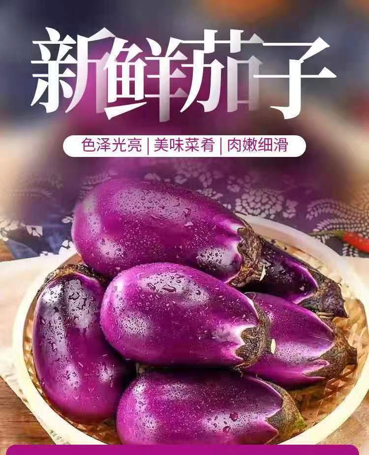 農家紫茄子 詳情5.jpg