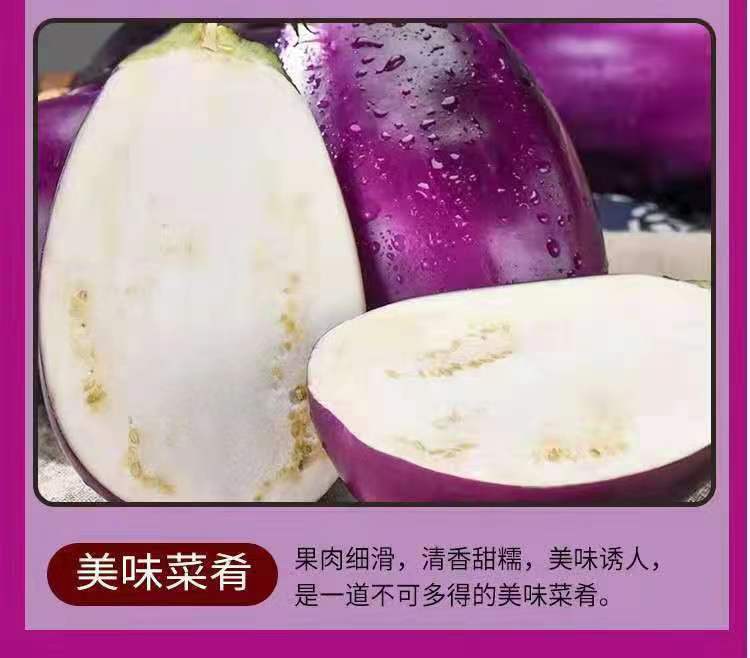 農家紫茄子 詳情9.jpg