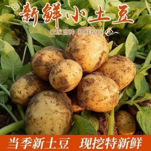 新鮮黃(huáng)心小土豆 湖南(nán)農家自種洋芋馬鈴薯