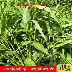 空心菜農家自種新鮮蔬菜 無心空筒菜通(tōng)心菜批發包郵