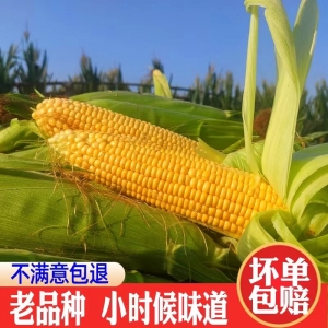 黃(huáng)玉米 新鮮甜嫩農家傳統老品種非轉基因可(kě)批發