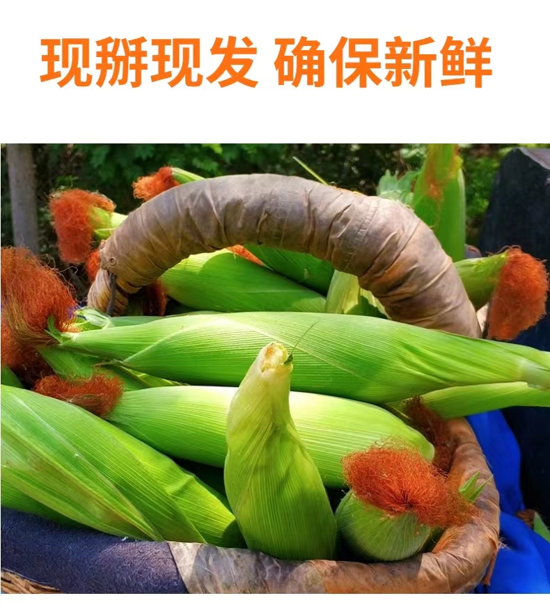 鮮玉米 詳情3.jpg